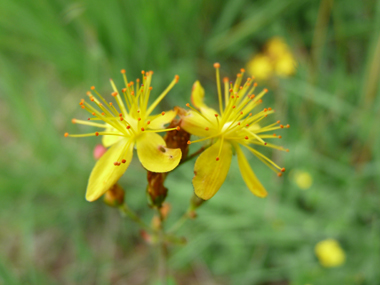 Fleurs jaune vif réparties régulièrement sur la tige; ses pétales sont presque 4 fois plus grandes que son calice. Agrandir dans une nouvelle fenêtre (ou onglet)